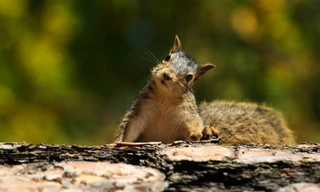 Những chú sóc ở bang Iowa đang là mục tiêu của thợ săn.