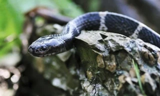 Rắn cạp nia là loài động vật cấm buôn bán và giết mổ ở Trung Quốc. Ảnh: SCMP