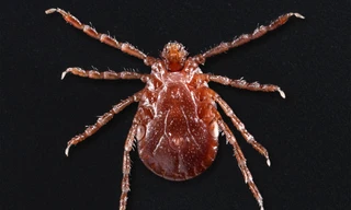 Bọ ve là loài ký sinh mới xâm nhập vào Mỹ trong vòng 50 năm qua và đang đe dọa các vùng nông thôn Mỹ.