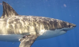 Bằng cách đấm vào mang và sườn cá mập trắng khiến người đàn ông Mỹ 61 tuổi thoát chết.