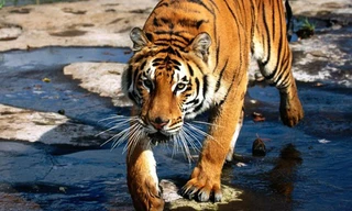 Ảnh minh họa. Nguồn: Internet