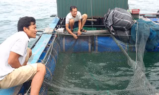 Về khu vực lấy nước thử nghiệm khiến cá chết sau 2 phút