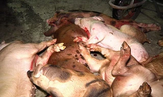 Số lợn chết được phát hiện tại nhà bà Xê