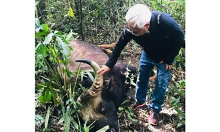 Bò tót lại chết trong khu bảo tồn ở Đồng Nai