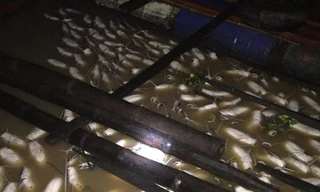 Dân điêu đứng vì hàng loạt bè cá bị chết.