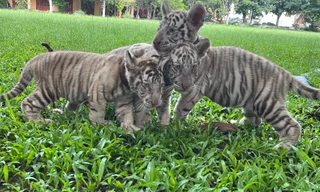  Hổ quý hiếm began sinh 5 con tại khu du lịch ở Đồng Nai