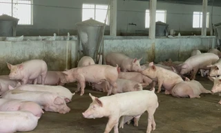 Gần 2.000 cơ sở ở 'thủ phủ chăn nuôi' Đồng Nai ngừng hoạt động 