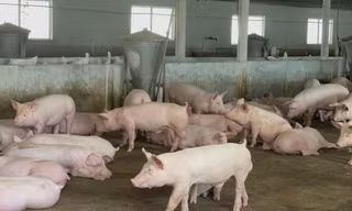 Gần 2.000 cơ sở ở 'thủ phủ chăn nuôi' Đồng Nai ngừng hoạt động 