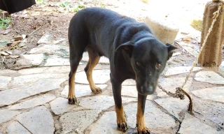 Thông tin bất ngờ về 'báo đen' xuất hiện ở Đồng Nai 