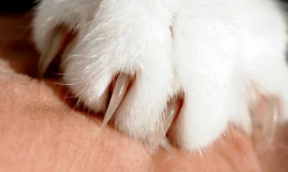 Sau 2 tháng bị mèo cào chảy máu, nạn nhân phát bệnh dại tử vong 