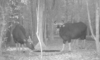 Một nhân viên kiểm lâm bị bò tót húc tử vong