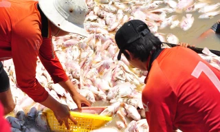 Nước nơi cá chết hàng loạt trên sông La Nga ô nhiễm vượt giới hạn