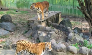 Hổ chết tại Khu du lịch Vườn Xoài nghi do ăn thịt gà