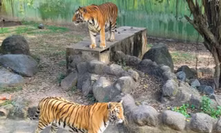 Hổ chết tại Khu du lịch Vườn Xoài nghi do ăn thịt gà