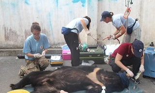 Giải cứu 3 cá thể gấu nuôi nhốt tại Đồng Nai