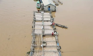 Dân xót xa nhìn hàng trăm tấn cá chết trắng sông La Ngà