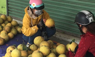 Hàng trăm tấn bưởi chờ 'giải cứu' ở Đồng Nai