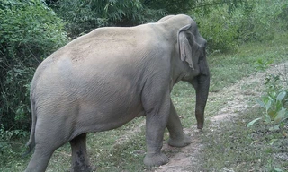 Xác định số lượng voi rừng ở Đồng Nai