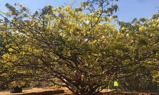 Nườm nượp du khách đến 'check-in' tại cây mai vàng 57 tuổi ở Đồng Nai