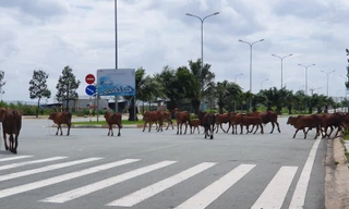 Cỏ mọc um tùm, bò dạo chơi tại Khu công nghệ cao TPHCM đang dính sai phạm