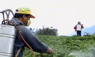 Khó phát hiện gừng Trung Quốc nhiễm thuốc sâu