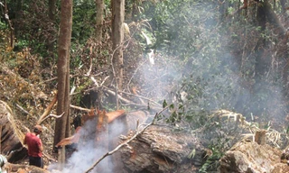 Khởi tố vụ án phá rừng Phong Nha