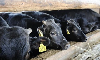 Nhật Bản đối phó thịt bò nhiễm xạ