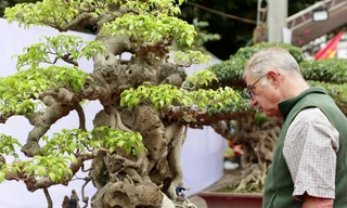 Cây cảnh giá vài chục tỷ đồng ở làng Triều Khúc