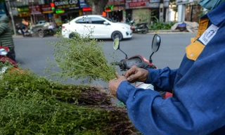 Vì sao nên tắm nước lá mùi già vào ngày cuối năm?