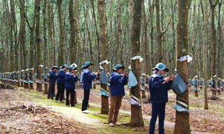 Không được lấy dân làm thí nghiệm