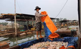 Cá nuôi bè chết hàng loạt