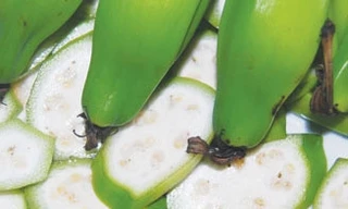 Chuối hột không chỉ chữa sỏi niệu