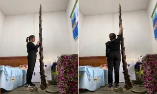 Măng tre đâm thủng sàn nhà, mọc cao 3 m 