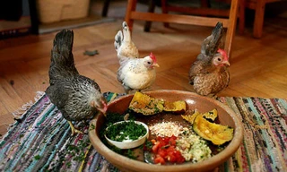 Tranh cãi chuyện người đàn ông đối mặt án tù vì nuôi gà trong chung cư 