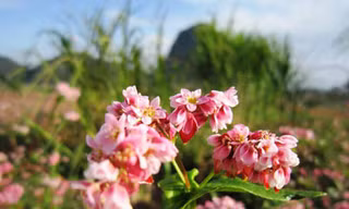 Hoa tam giác mạch phủ hồng các cao nguyên