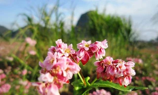 Hoa tam giác mạch phủ hồng các cao nguyên