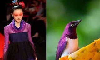 Thời trang lấy cảm hứng từ những chú chim
