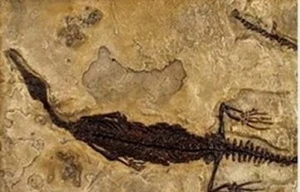 Thấy hóa thạch khủng long bay cổ xưa nhất ở Mỹ