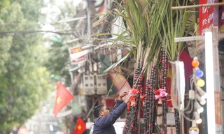 Mía lộc nguyên lá 'đổ bộ' xuống phố Hà Nội chờ đón Giao thừa