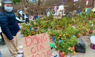 Khách tấp nập nhưng tiểu thương vẫn treo biển đồng giá 100.000 đồng/cành đào, cây quất
