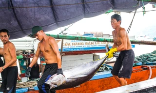 Bình Định quyết liệt chống khai thác IUU để cùng cả nước gỡ 'Thẻ vàng'