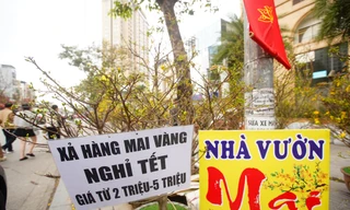 Hà Nội: Mai vàng ế ẩm, tiểu thương giảm giá, xả hàng sớm
