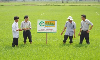 Thanh niên hỗ trợ chuyển giao khoa học kỹ thuật phòng chống sâu bệnh cho nông dân An Giang