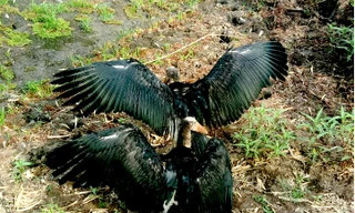 Hai cá thể chim già đẫy xòe cánh tuyệt đẹp