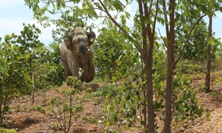 Voi Cu Sứt phá cây cối. Ảnh: Văn Hồng
