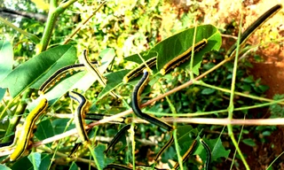 Sâu muồng ken đặc trên từng nhánh cây 