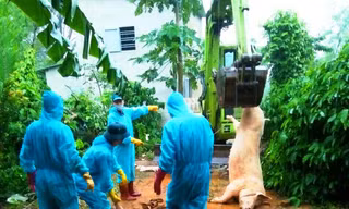 Tiêu hủy số lợn bị nhiễm bệnh