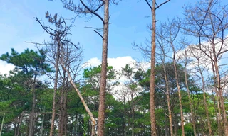 Rừng thông chết cả vạt