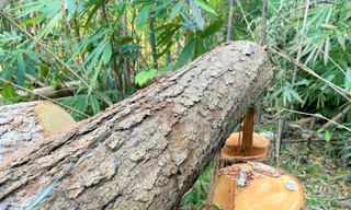 Một vụ phá rừng tại huyện Ea H'leo dịp Tết Nguyên đán 2021