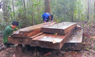 Một vụ phá rừng tại huyện Krông Bông năm 2020